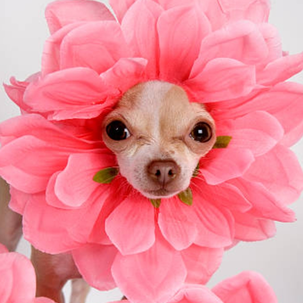 Getting Bundles And Offers Make Our Tails Wag